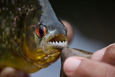 Are piranhas omnivores?