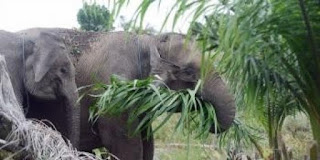 Hama Gajah pada Perkebunan Kelapa Sawit