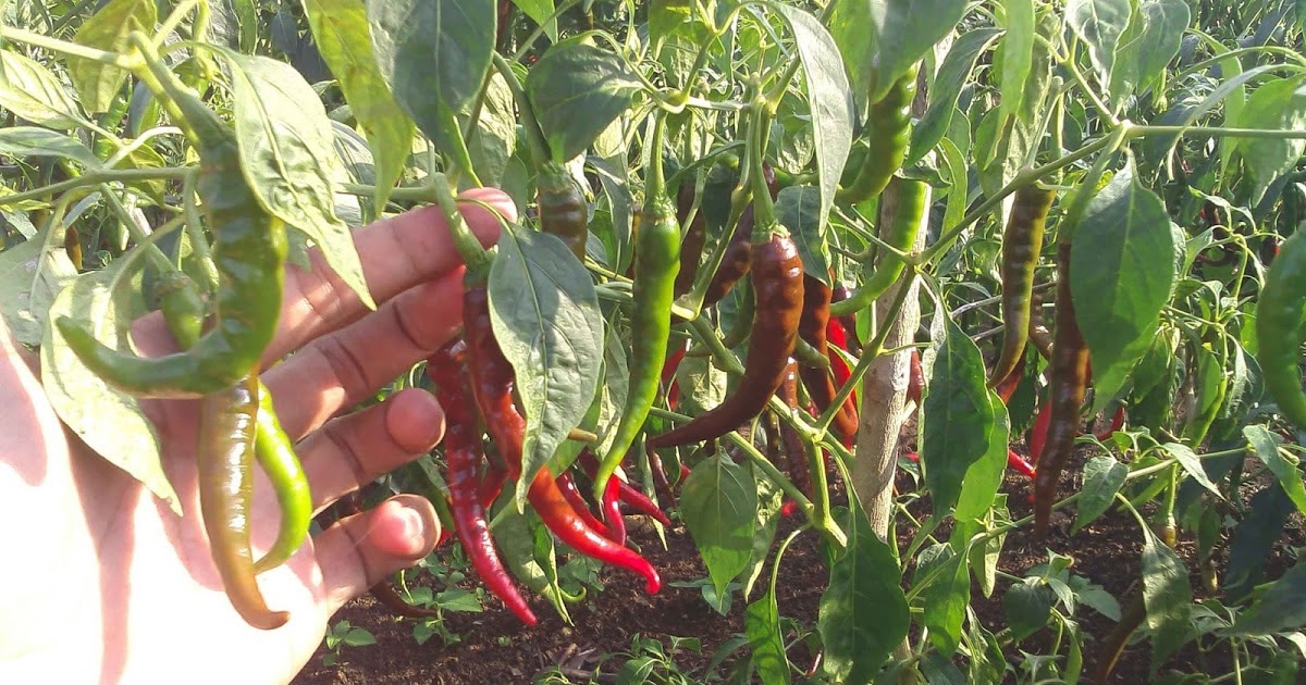 budidaya cabe dalam pot