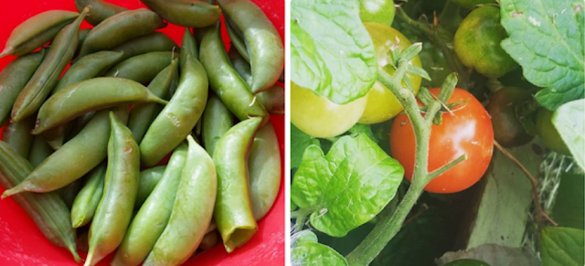 Peas and tomatoes which I grew