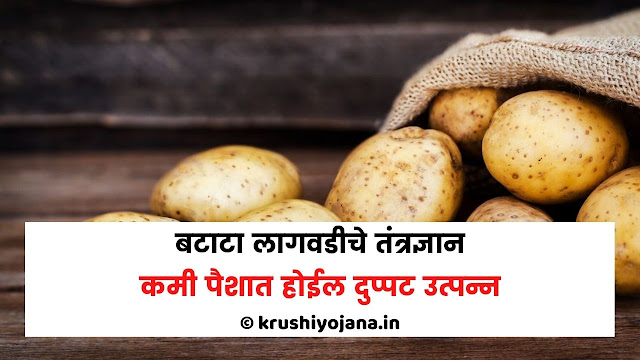 potato plantation marathi