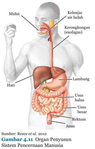 Di bawah ini kelompok organ pencernaan yang benar adalah