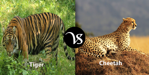 من الأقوى النمر أم الفهد؟