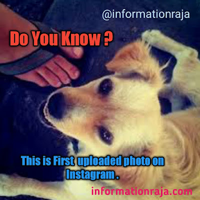 Amazing facts about Instagram,dog