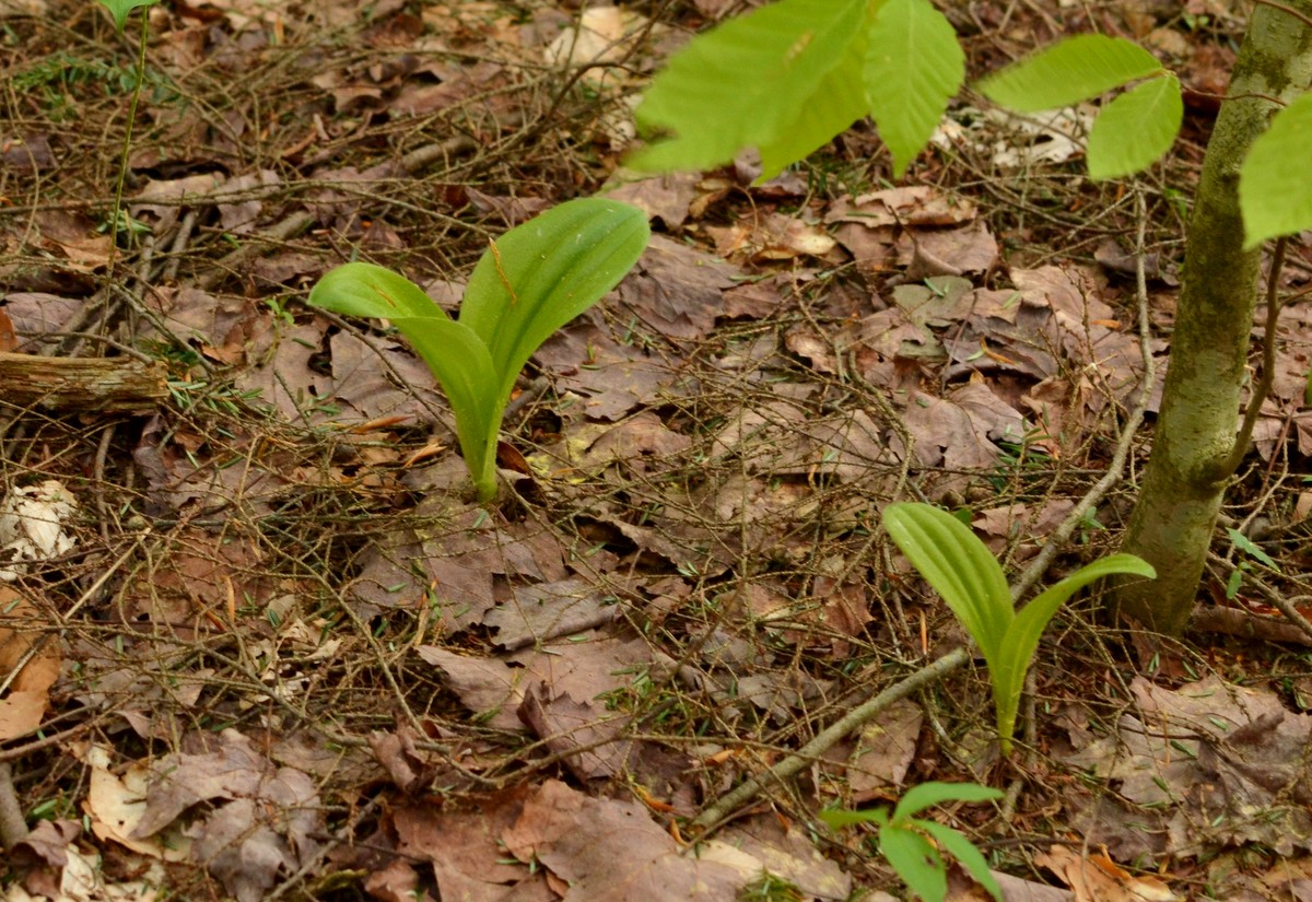 Woods Walks and Wildlife MidMay Birds, Bugs, and Flowers