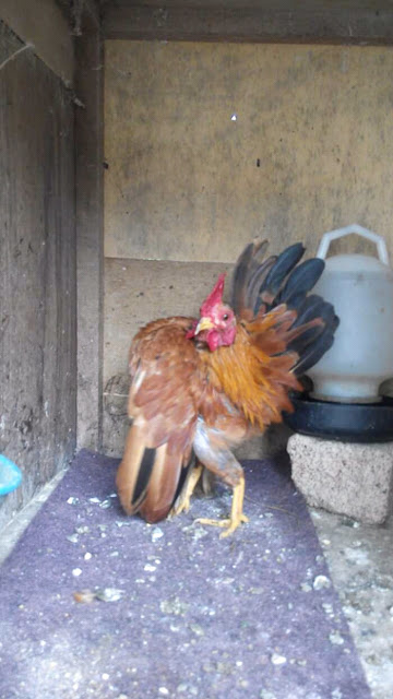 Cara membuat kandang ayam serama