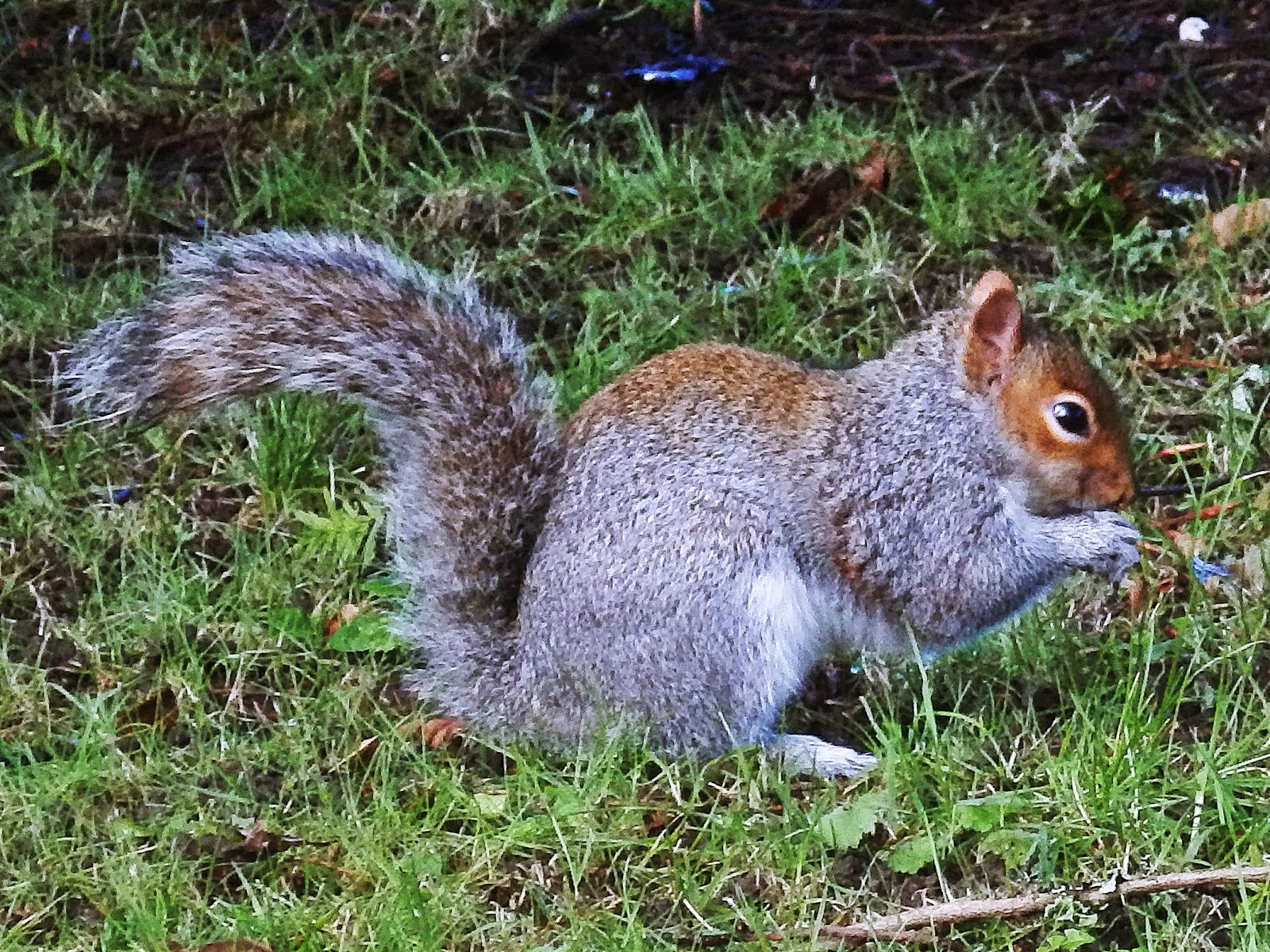 67 Not Out The Squirrel's Leap Answered His Question