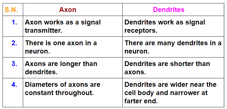 axon vs dendrite image axon vs dendrite image