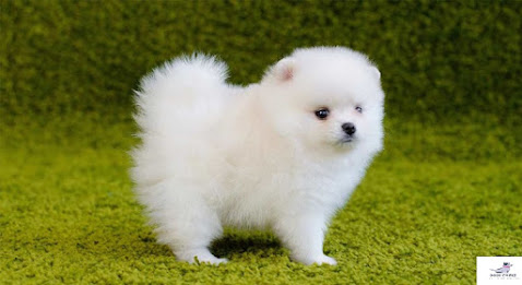 Pomeranian dog breed pictures