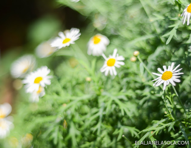 Singapore | Gardens by the Bay