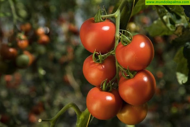 Ayudas Tomate Canarias 2018