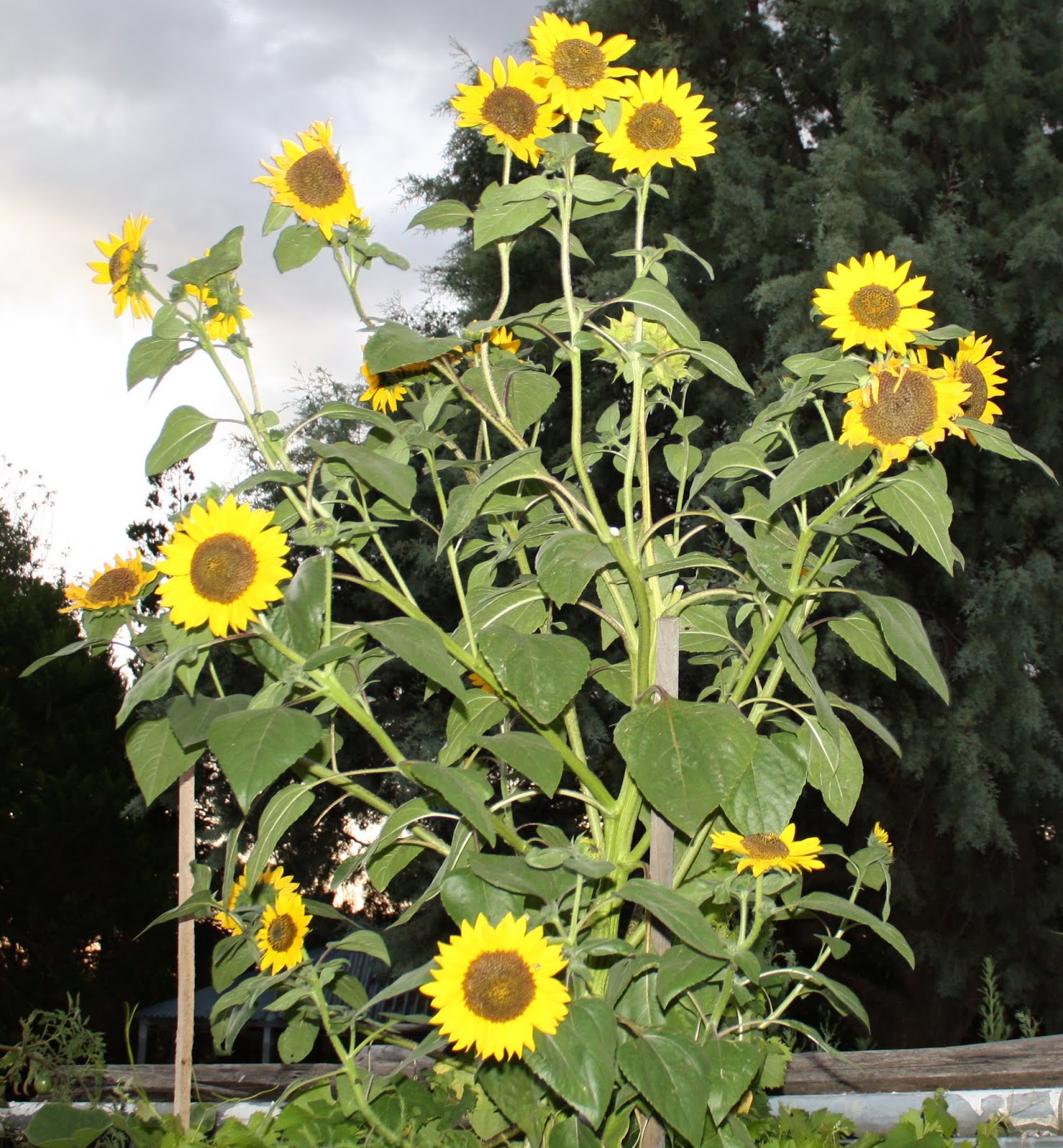 Suburban Jubilee Sunflower Central