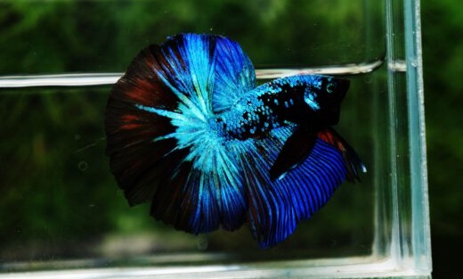 Blue Black Avatar - Sejarah dan Jenis Ikan Cupang Avatar
