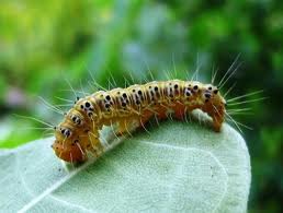 S H A K I R A H.A B A K A R.B L O G S P O T: ulat bulu = rama-rama