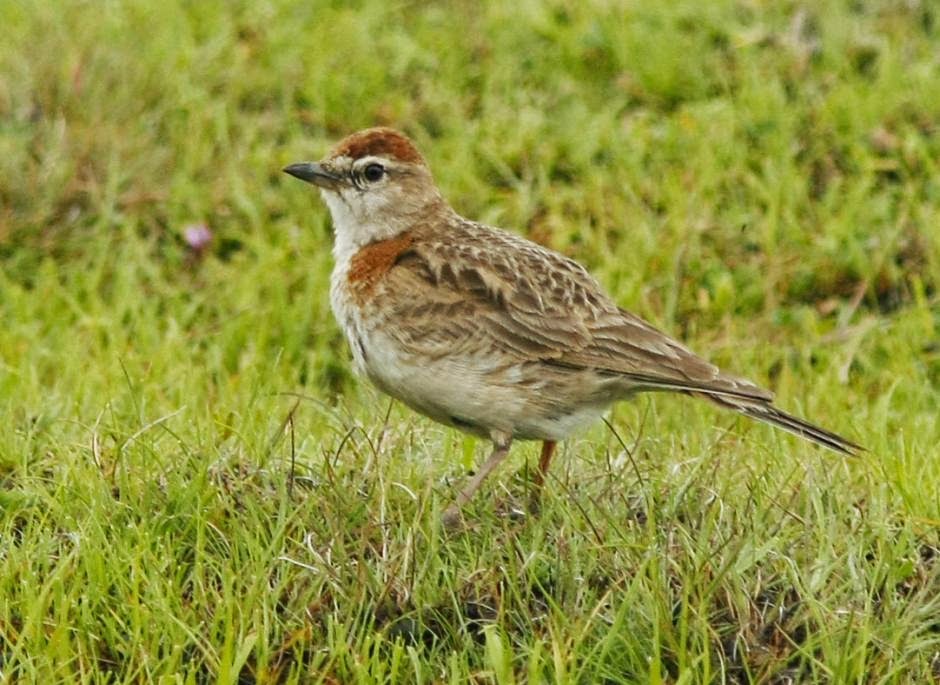 Terrera capirotada, Calandrella cinerea