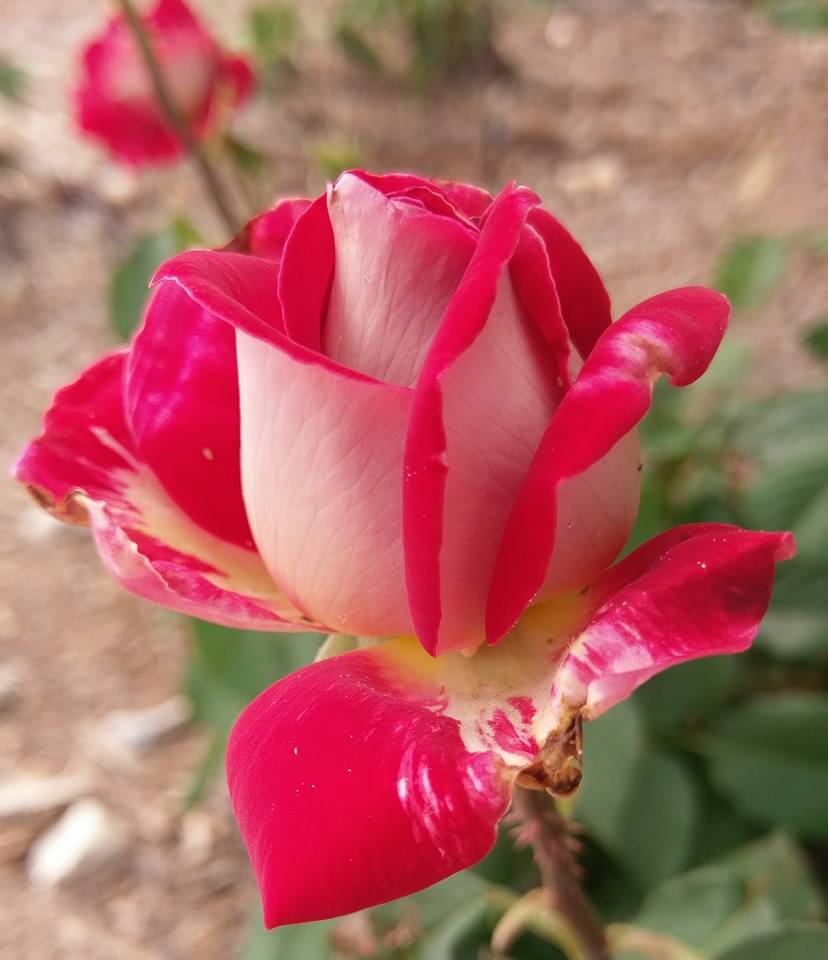 Here to stay in Arizona. Roses and more roses