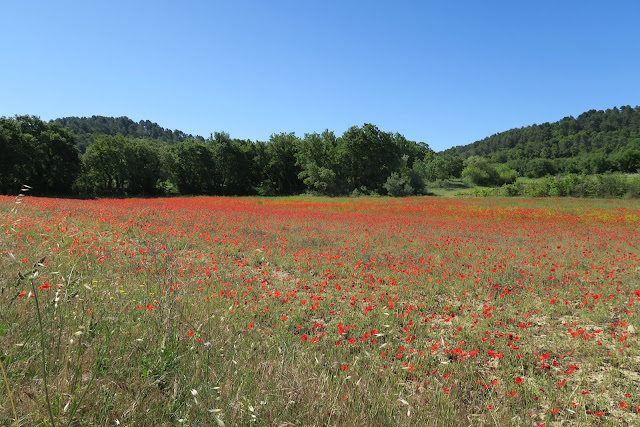 Field of poppies - Luberon