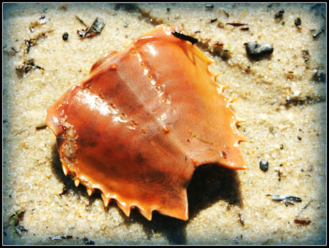 Great Island Trail: Caparazón de Cangrejo Herradura (Limulus polyphemus)