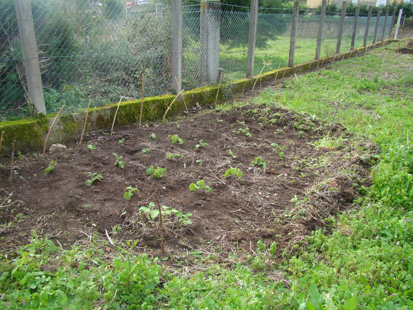 Bolboretas en mi jardín: Empezamos con el huerto!!!
