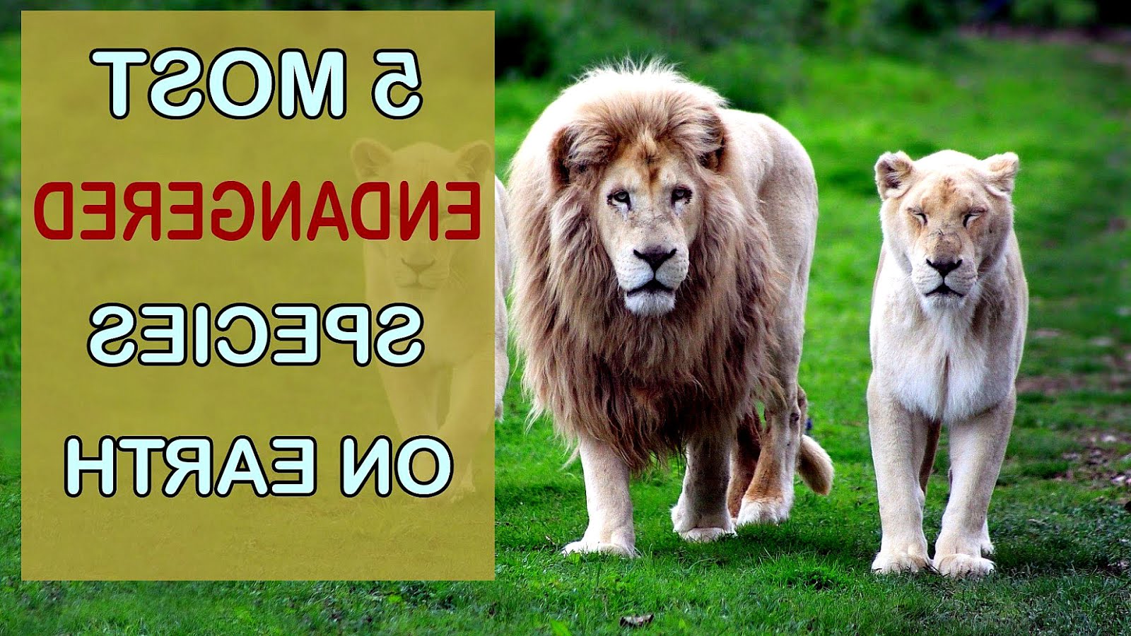 Top 20 Endangered Animals Danger Choices