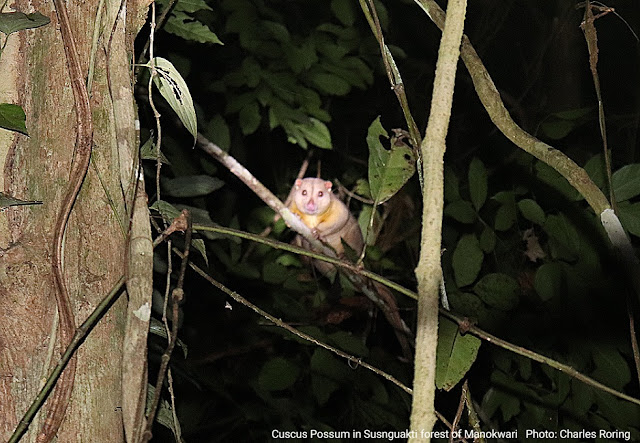 Marsupial Animal Cuscus Possum