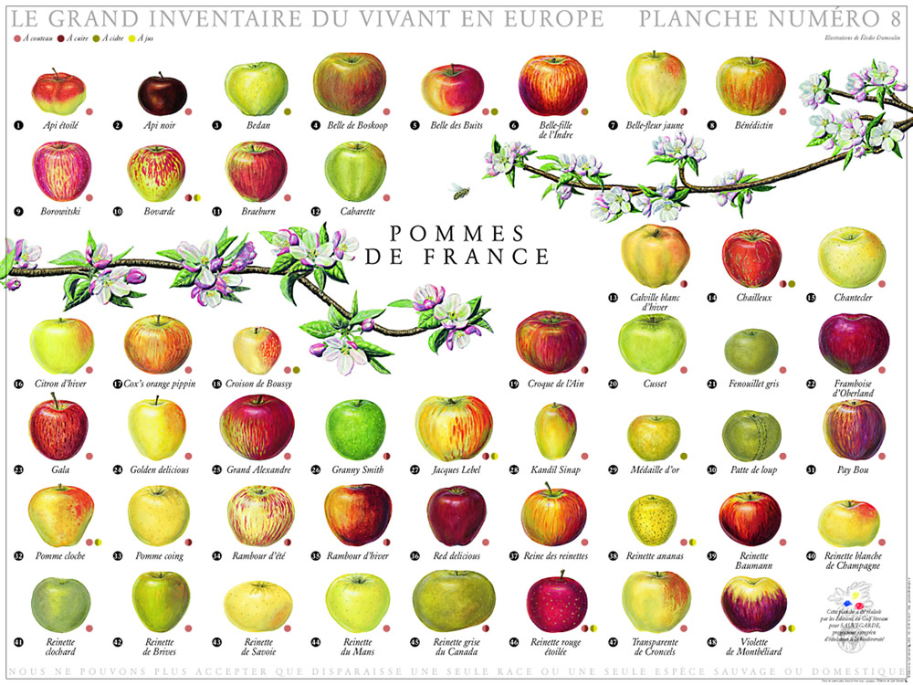 Pomme De Variete Ancienne 12 Lettres
