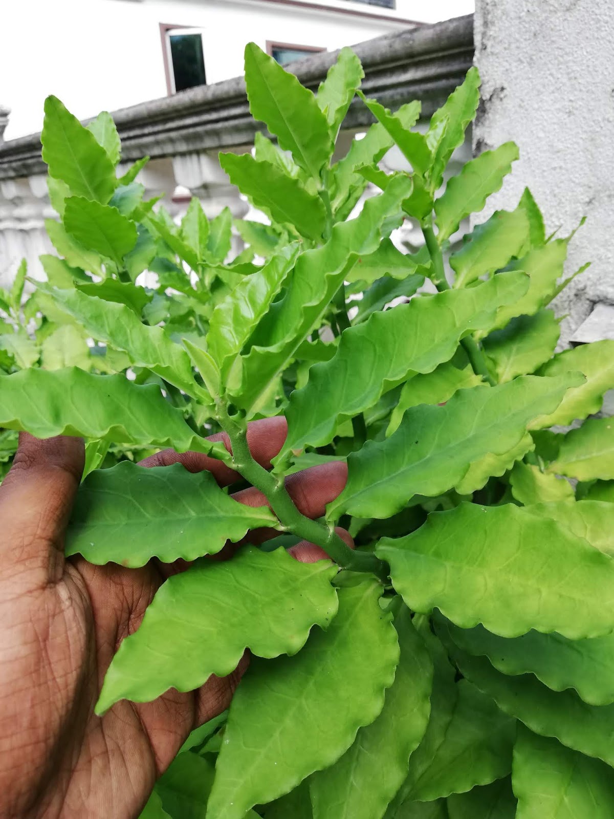 zigzag plant care zigzag plant care