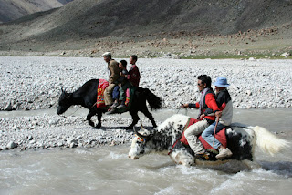 Yaklar - Gilgit-Baltistan, Pakistan