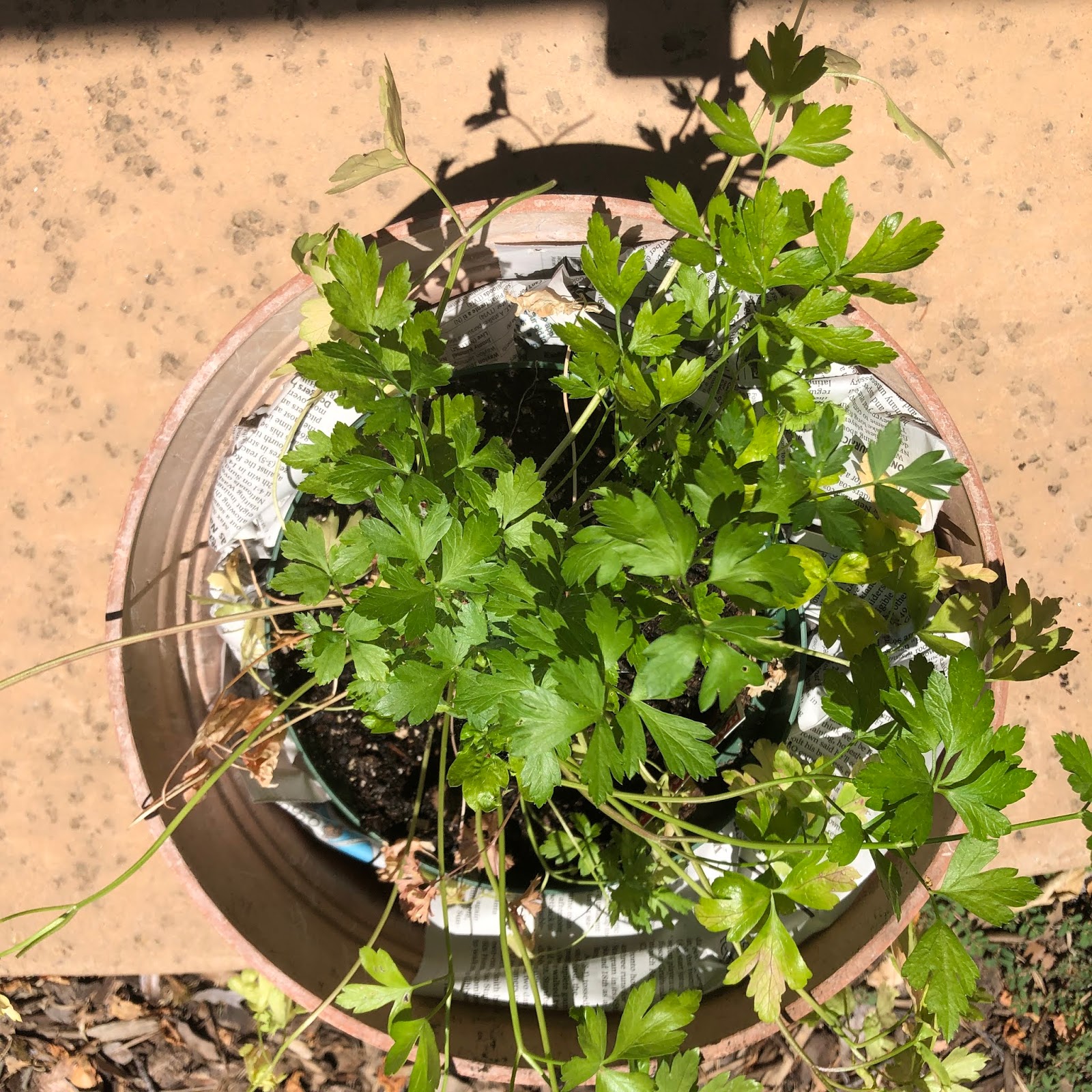 Sacramento Digs Gardening Rescuing a heatstressed plant