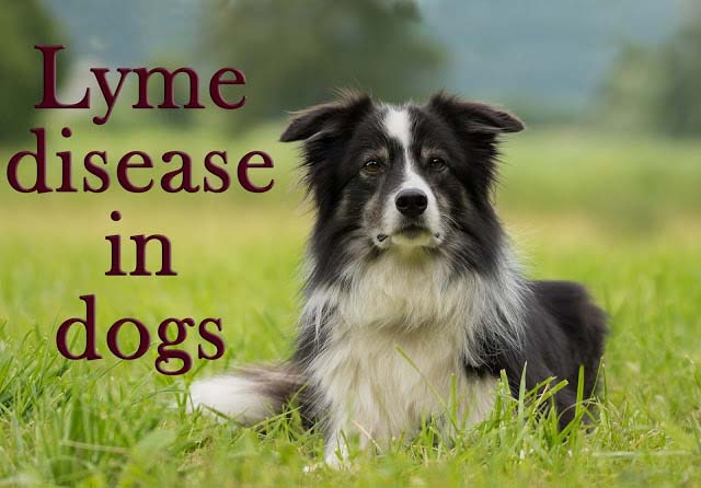 Lyme disease in dogs Lyme disease in dogs