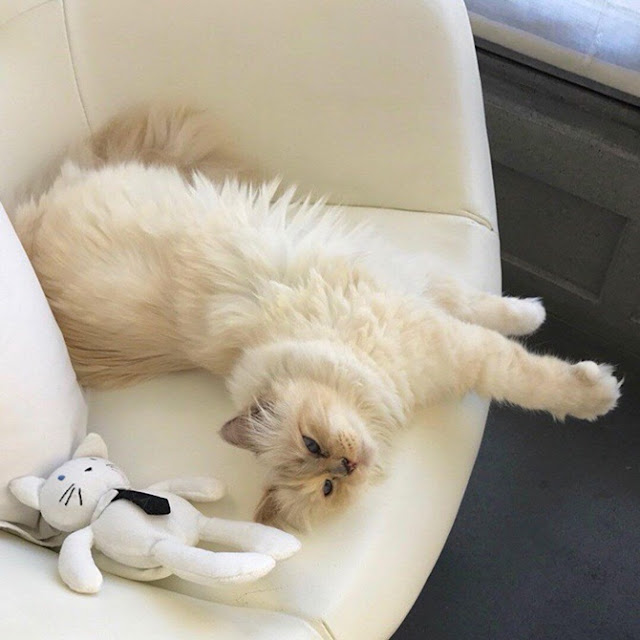 Choupette, Bisakah Kucing Karl Lagerfeld Mendapatkan Warisan Triliun Rupiah?