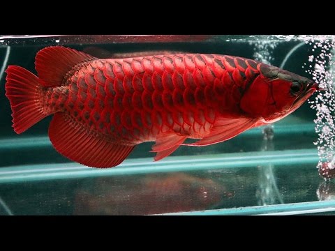Tips Dan Trik Perawatan Ikan Ciri Ciri Ikan Arowana Super Red Yang Asli