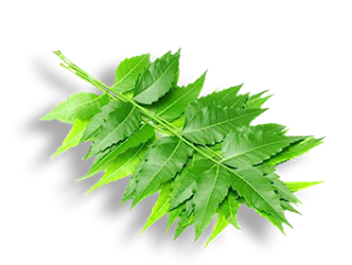 kandungan daun neem pada kutus kutus