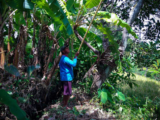 Farmer's Smile While Try To Pick Fruits High Up On Tree In The Agricultural Area With Bamboo Stick