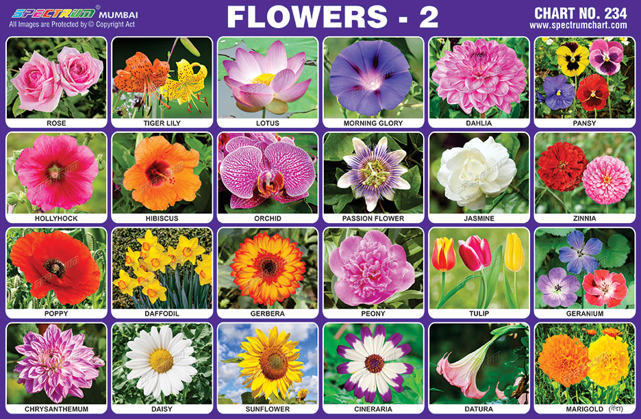 Spectrum Educational Charts: Chart 234 - Flowers 2