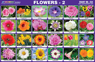 Flowers Chart contains various images of flowers