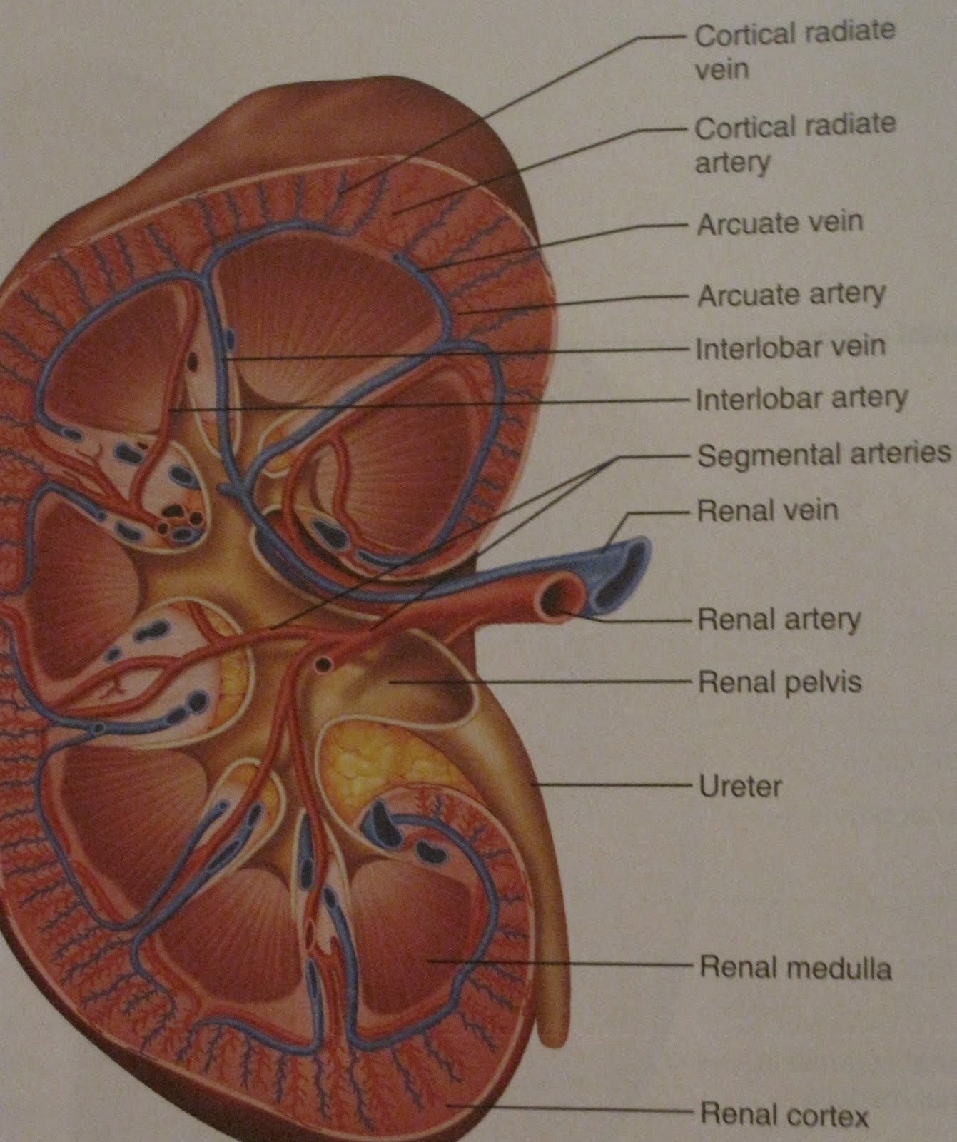 Kidney Anatomy Diagram Biology Diagrams