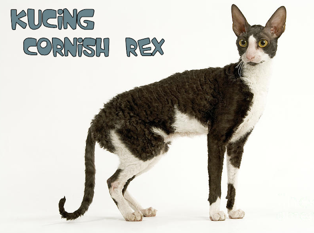 Jenis Ras Kucing Cornish Rex