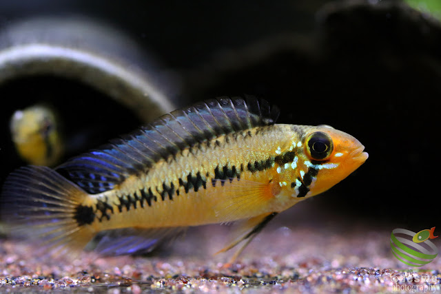 Apistogramma sp. Mitu / sp. Rio Vaupes