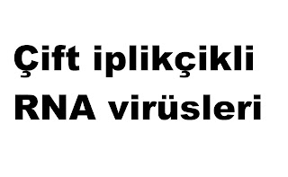 Çift iplikçikli RNA virüsleri