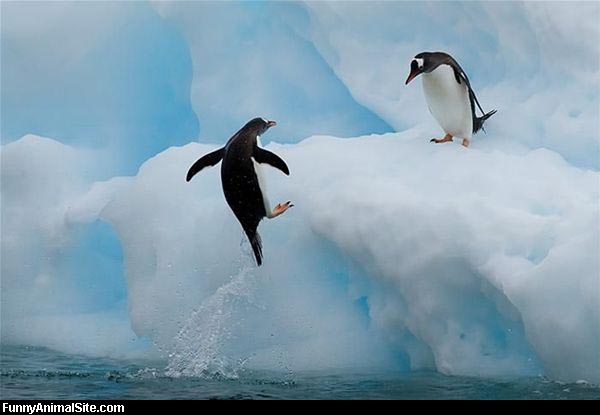 Funny and Wild Animals : Funny Animals Jumping