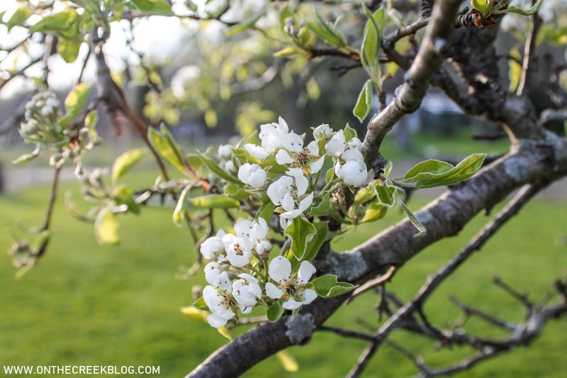 Pear Blossoms + Bartlett Pear Recipes