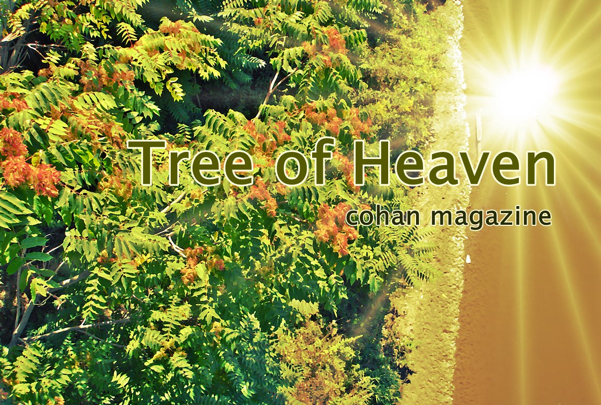 Tree of Heaven Thoughts and a Story