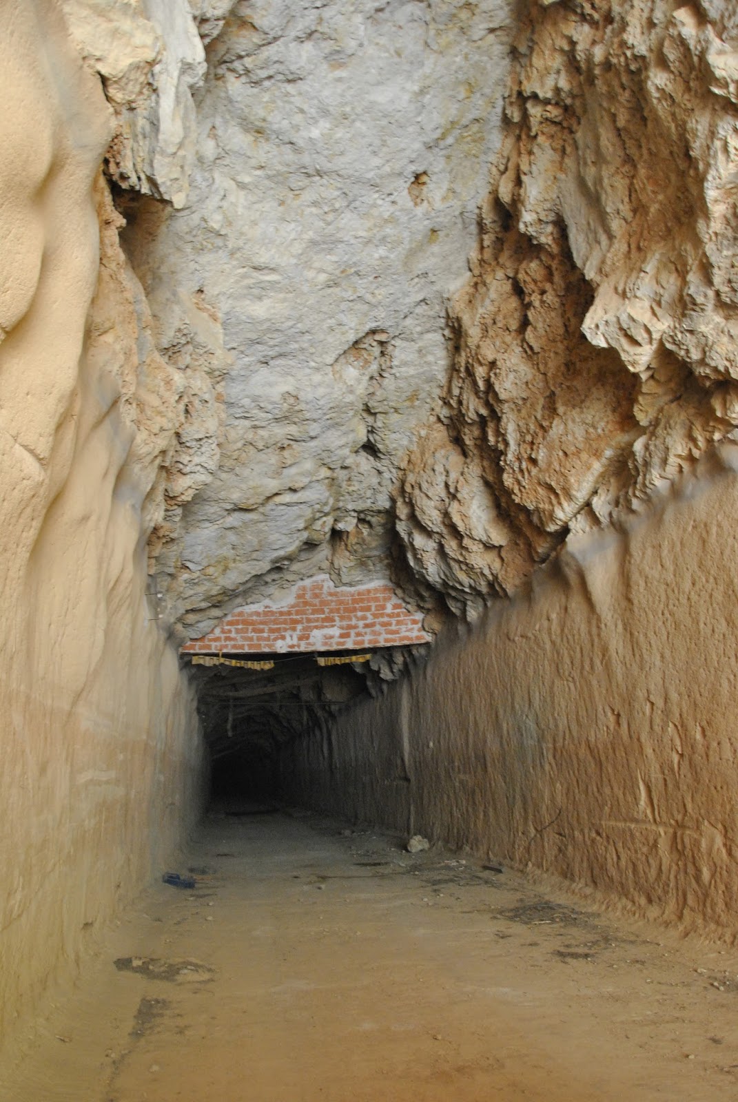 Olmo de Villa de Ves: agosto 2013