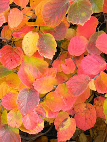 Fall foliage dwarf fothergilla Fothergilla gardenii Toronto Botanical Garden by garden muses-not another Toronto gardening blog 