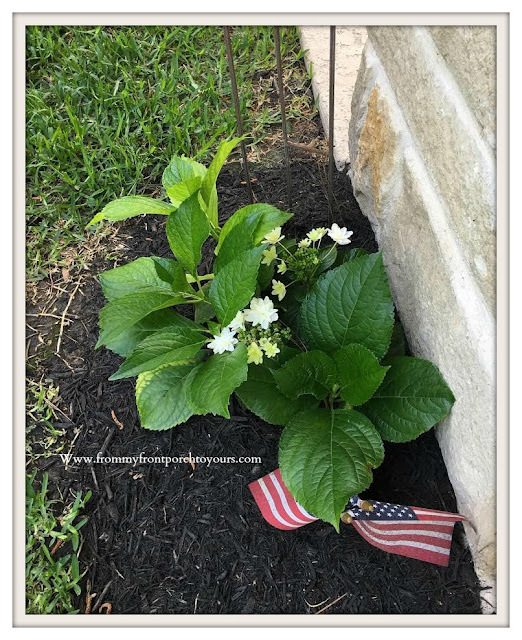 Shooting- Star -Hydrangea-SE-Texas-Blue-White-From My Front Porch To Yours