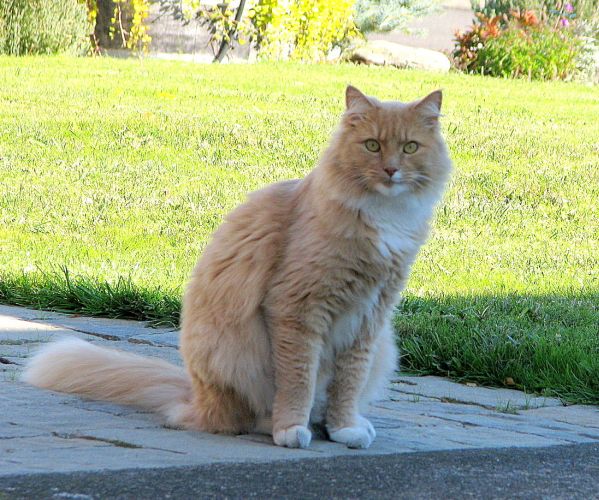 Cat Eyes A Cat Woman S Photos The Simple Life