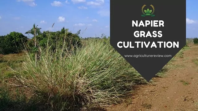 napier grass cultivation by agriculture review