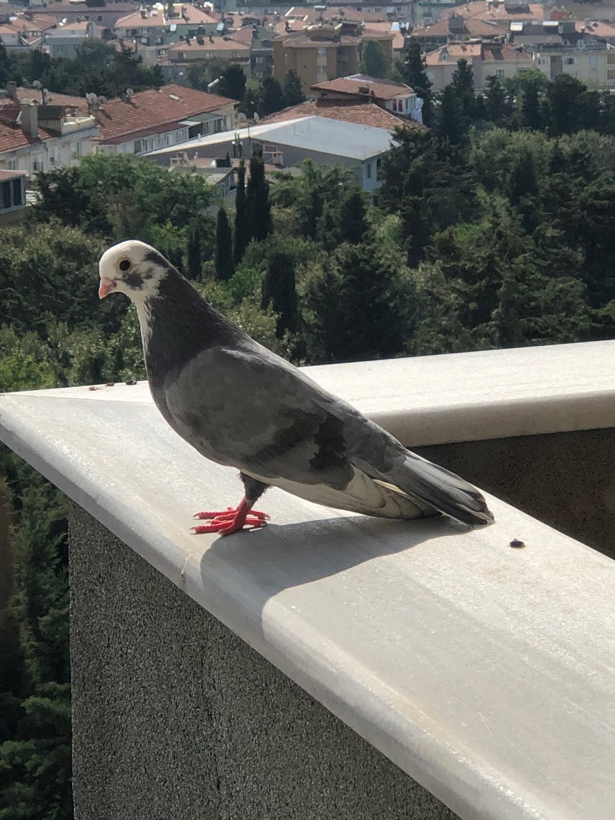 Güvercin Yine bir gün biz böyle