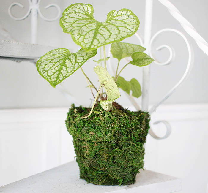 DIY Moss Covered Flower Pot Gina Michele